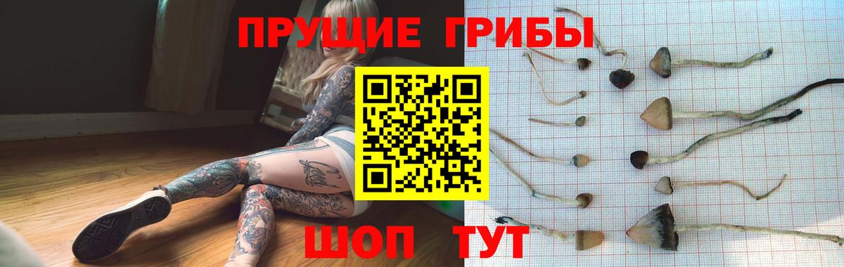 Новочеркасск  где можно купить   Галлюциногенные грибы MAGIC MUSHROOMS  Вход с VPN  Галлюциногенные грибы Psilocybine cubensis 