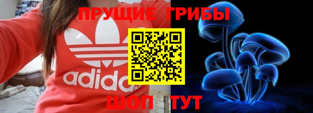 Псилоцибиновые грибы Psilocybe Новочеркасск